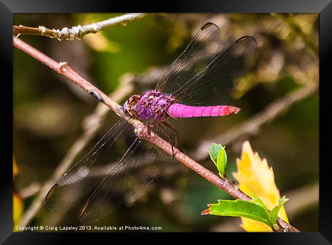 purple dragonfly Framed Print by Craig Lapsley
