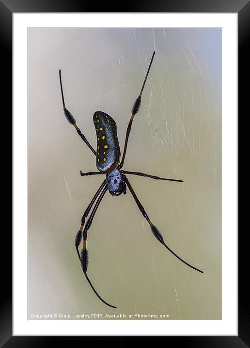 golden orb weaver spider Framed Mounted Print by Craig Lapsley