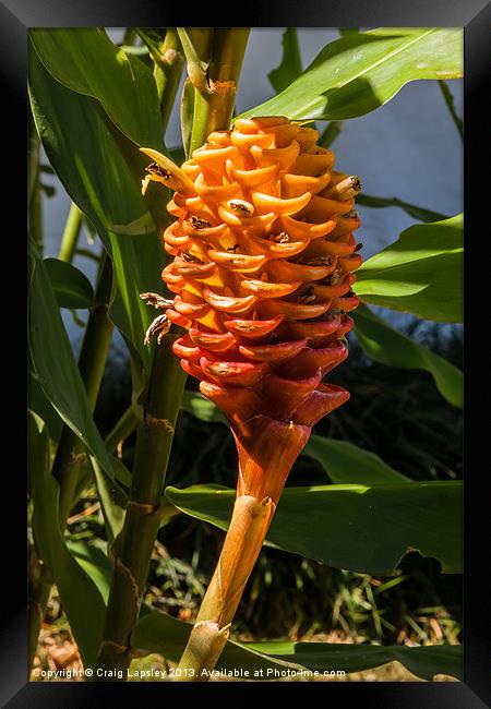 orange shampoo ginger flower Framed Print by Craig Lapsley