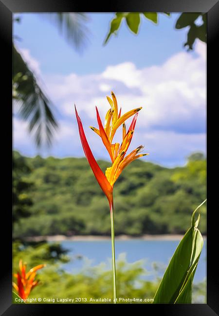 Parrots flower, Heliconia Framed Print by Craig Lapsley