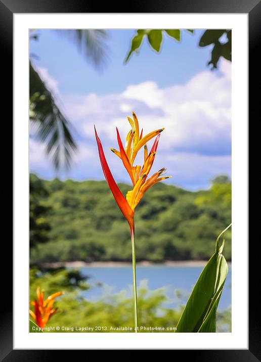 Parrots flower, Heliconia Framed Mounted Print by Craig Lapsley