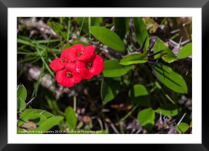 Crown of thorns flowers Framed Mounted Print by Craig Lapsley