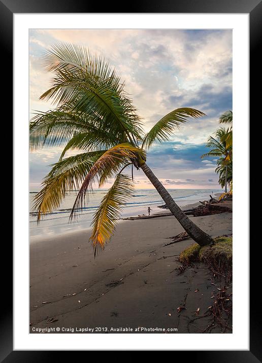 Palm tree on beach at dusk Framed Mounted Print by Craig Lapsley