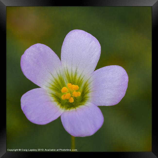 lilac oxalis close up Framed Print by Craig Lapsley