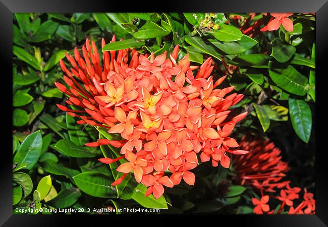 bright red ixora flowers Framed Print by Craig Lapsley