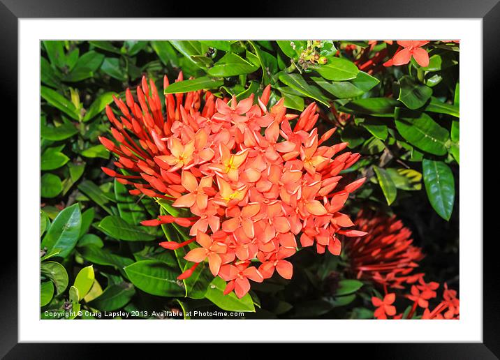 bright red ixora flowers Framed Mounted Print by Craig Lapsley