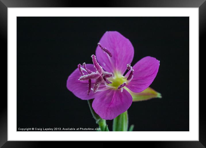 tiny purple flower Framed Mounted Print by Craig Lapsley