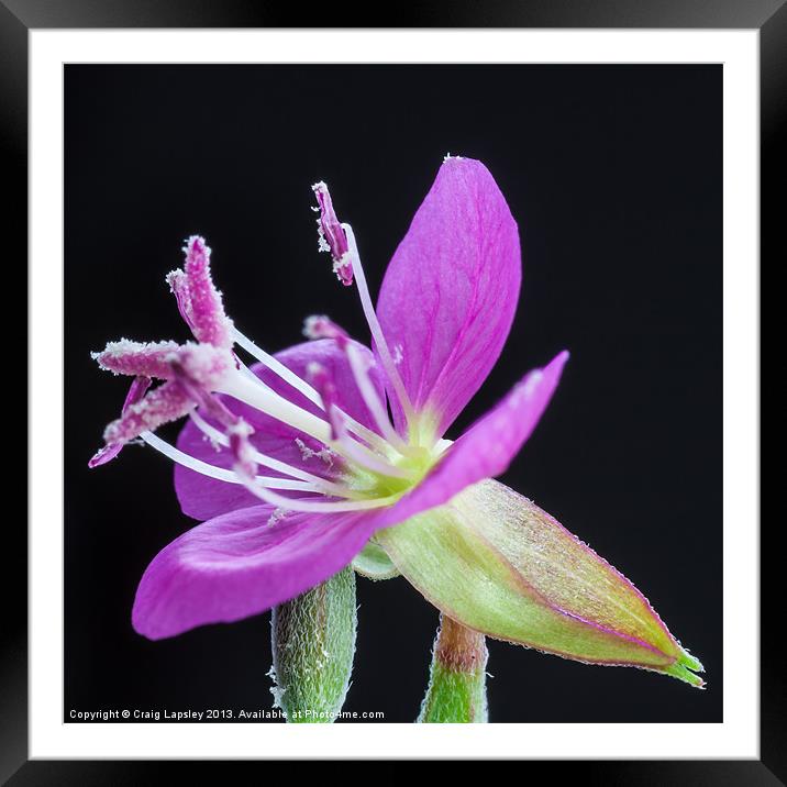 flower stamens with pollen Framed Mounted Print by Craig Lapsley