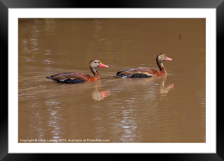 black bellied whistling ducks Framed Mounted Print by Craig Lapsley