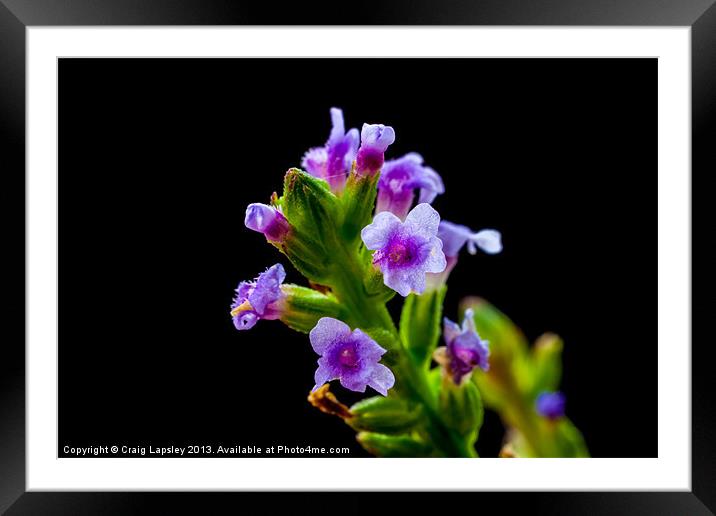 stalk of grass with flowers Framed Mounted Print by Craig Lapsley