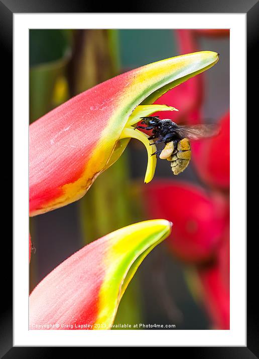 Tropical bee visits a Heliconia flower Framed Mounted Print by Craig Lapsley