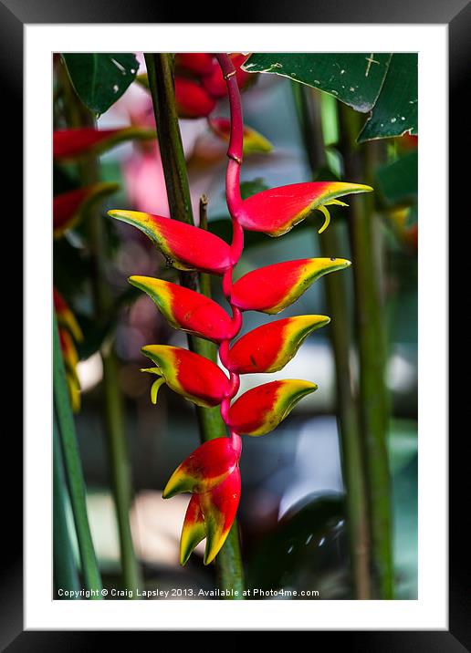 lobster claw heliconia Framed Mounted Print by Craig Lapsley
