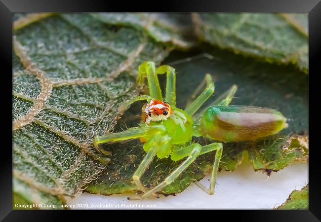 Tiny green jumping spider Framed Print by Craig Lapsley