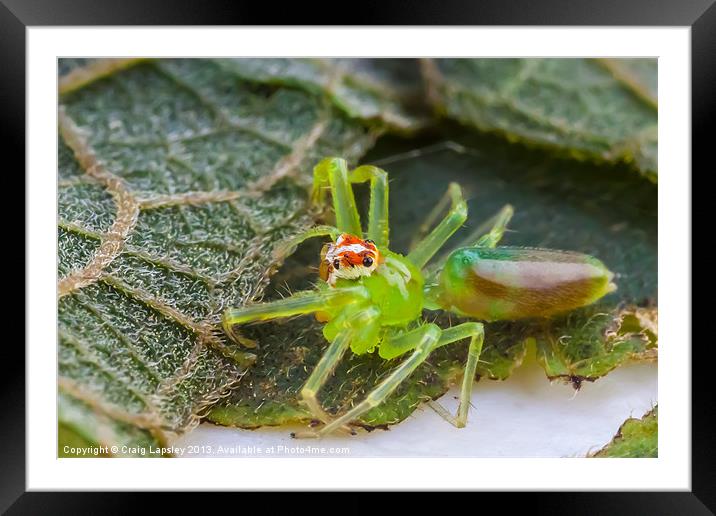 Tiny green jumping spider Framed Mounted Print by Craig Lapsley
