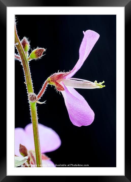 magnified tiny purple flower Framed Mounted Print by Craig Lapsley
