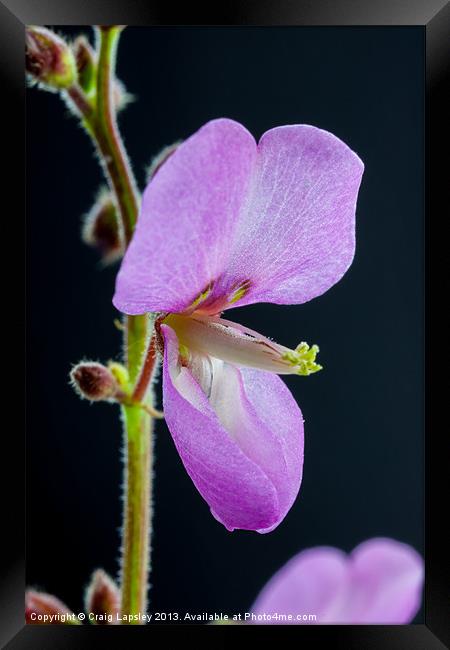 beautiful purple flower macro Framed Print by Craig Lapsley