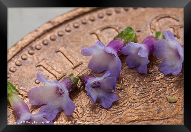 tiny flowers on a 2p coin Framed Print by Craig Lapsley