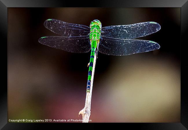 pretty green dragonfly at rest Framed Print by Craig Lapsley