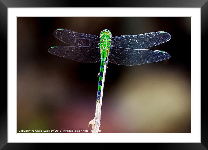 pretty green dragonfly at rest Framed Mounted Print by Craig Lapsley