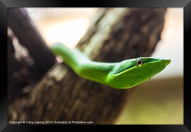 green vine snake Framed Print by Craig Lapsley