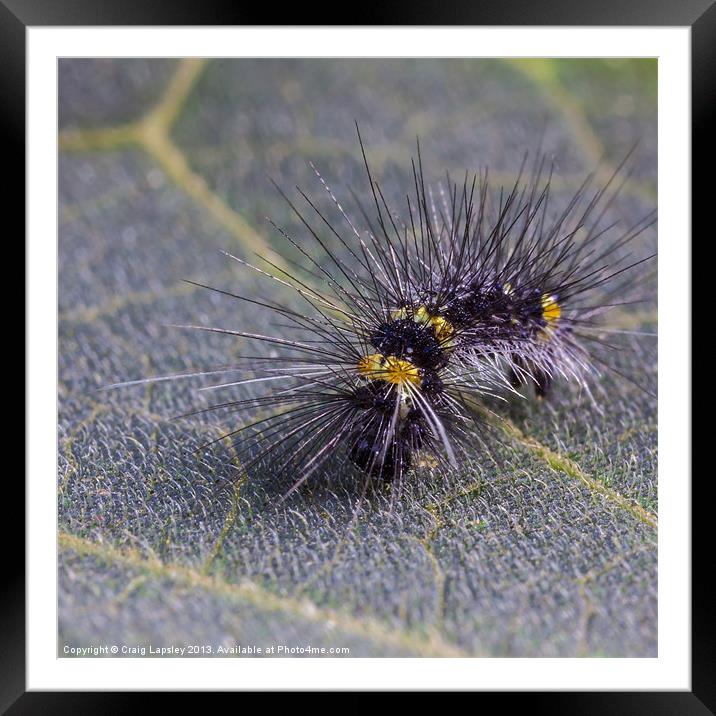 Hairy caterpillar on a leaf Framed Mounted Print by Craig Lapsley
