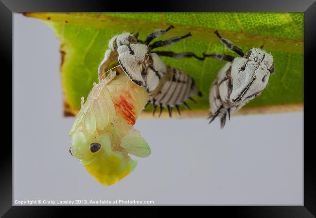 treehopper emerges from nymph Framed Print by Craig Lapsley