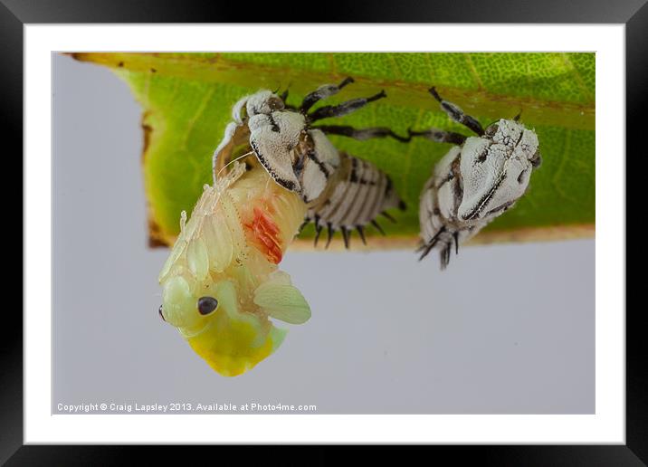 treehopper emerges from nymph Framed Mounted Print by Craig Lapsley