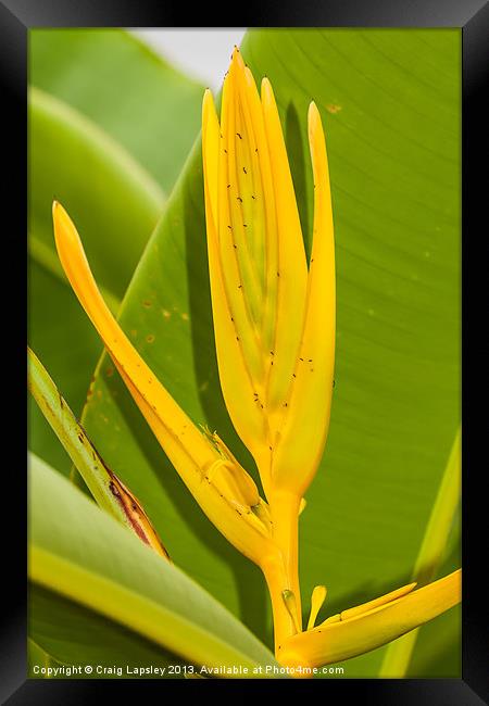 Yellow Heliconia clinophila Framed Print by Craig Lapsley