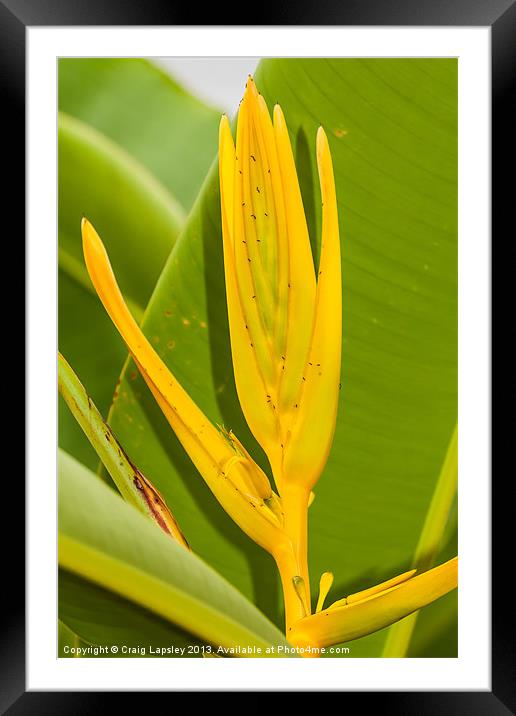 Yellow Heliconia clinophila Framed Mounted Print by Craig Lapsley