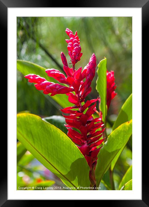 red ginger flowers Framed Mounted Print by Craig Lapsley