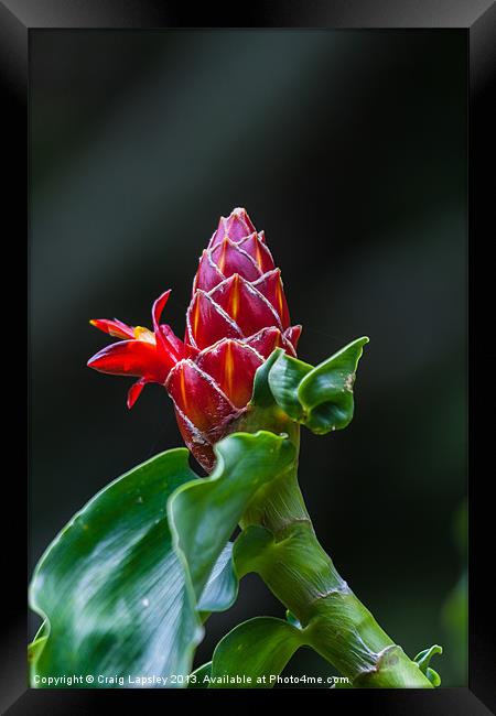 red ginger flower Framed Print by Craig Lapsley