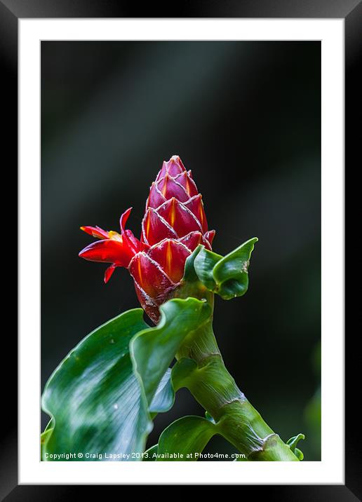 red ginger flower Framed Mounted Print by Craig Lapsley