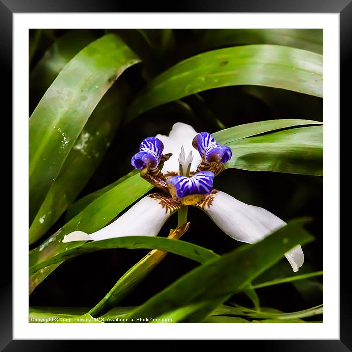 tiny wild orchid on the forest floor Framed Mounted Print by Craig Lapsley