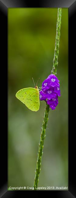 Green Butterfly Framed Print by Craig Lapsley