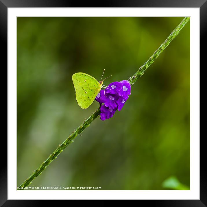 tropical green butterfly Framed Mounted Print by Craig Lapsley