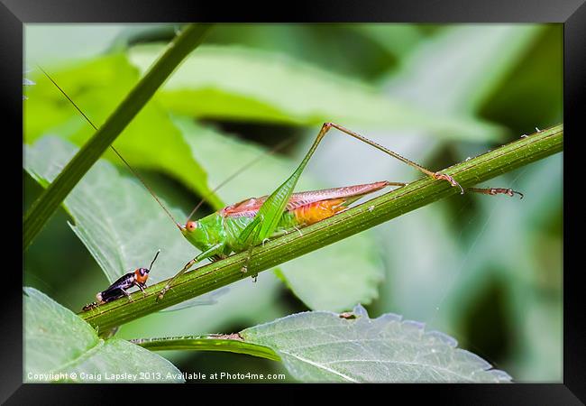 grasshopper meets cricket Framed Print by Craig Lapsley
