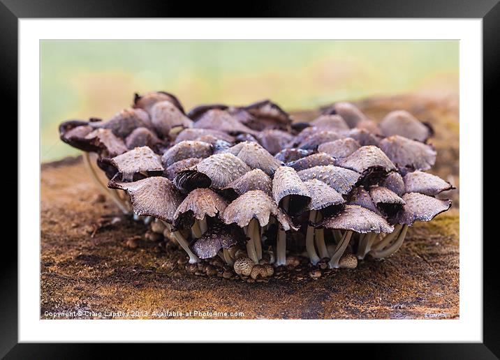 Toadstools and fungi Framed Mounted Print by Craig Lapsley