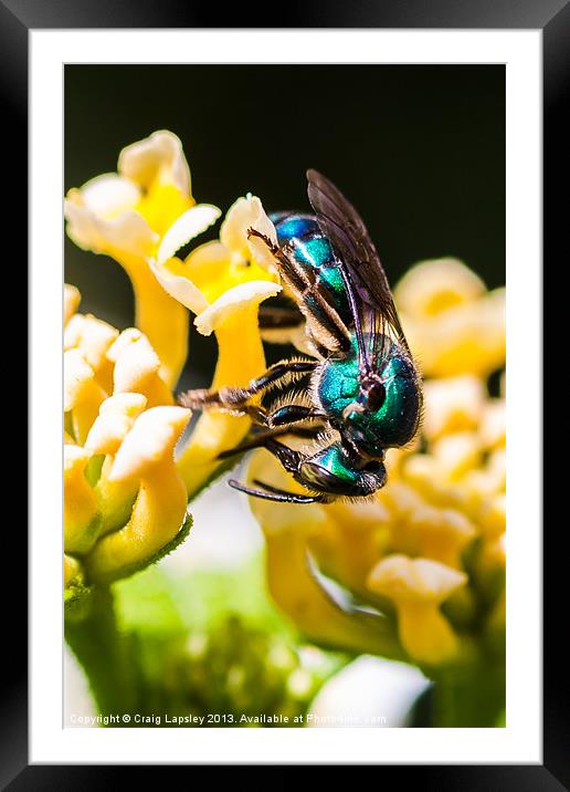 blue green bee Framed Mounted Print by Craig Lapsley