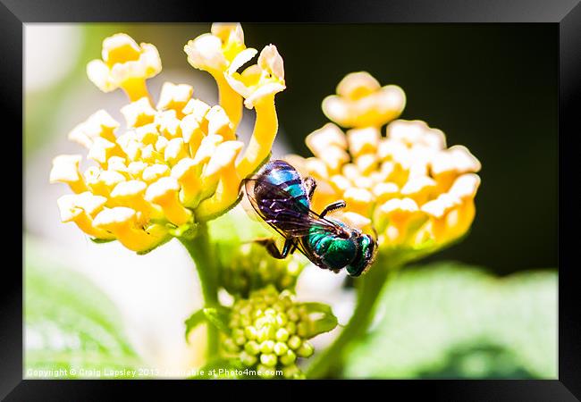 green and blue bee Framed Print by Craig Lapsley