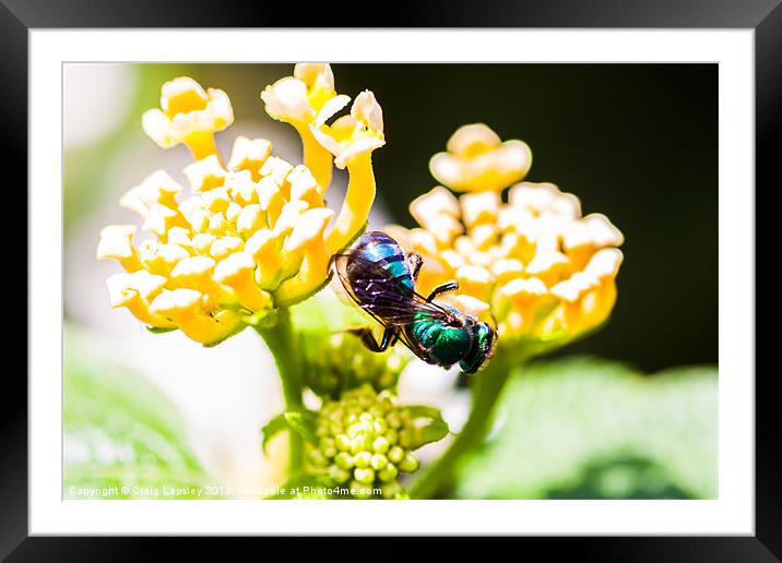 green and blue bee Framed Mounted Print by Craig Lapsley