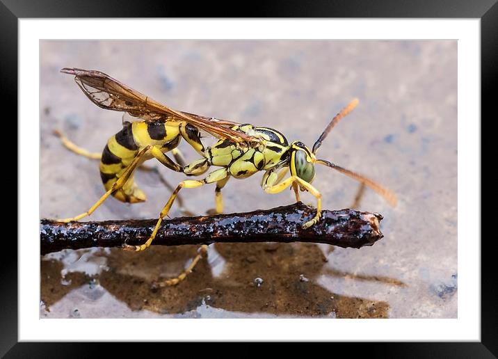 Wet Wasp Framed Mounted Print by Craig Lapsley