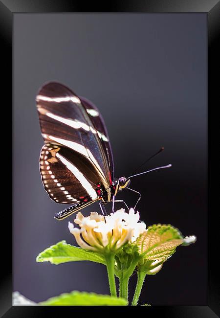 Tropical butterfly Framed Print by Craig Lapsley