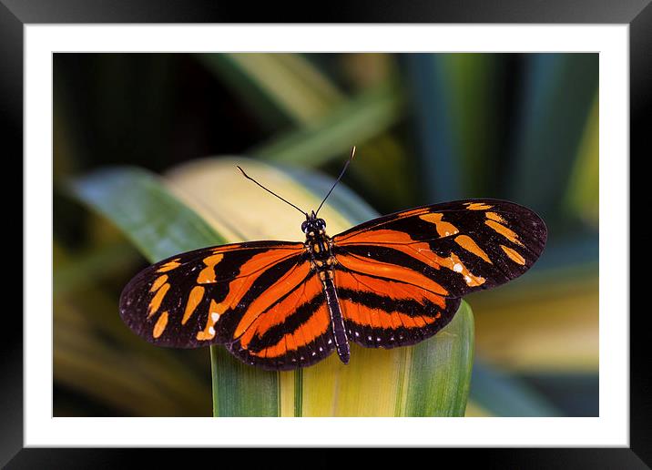 orange and black butterfly Framed Mounted Print by Craig Lapsley