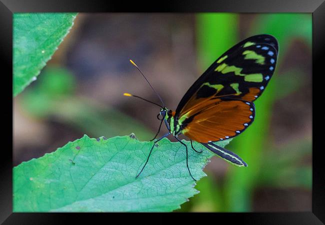 pretty tropical butterfly Framed Print by Craig Lapsley