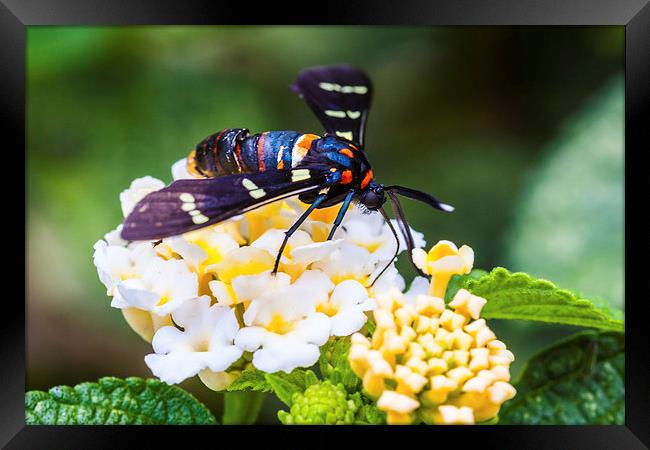 strange blue butterfly Framed Print by Craig Lapsley