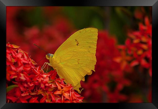 delicate yellow butterfly Framed Print by Craig Lapsley