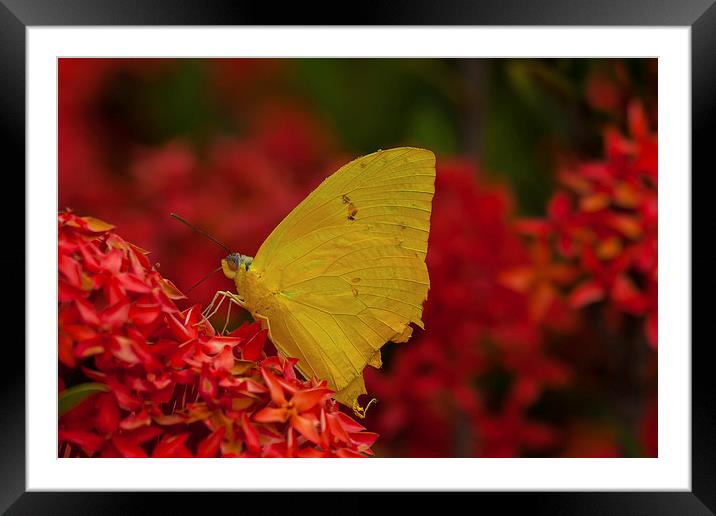 delicate yellow butterfly Framed Mounted Print by Craig Lapsley