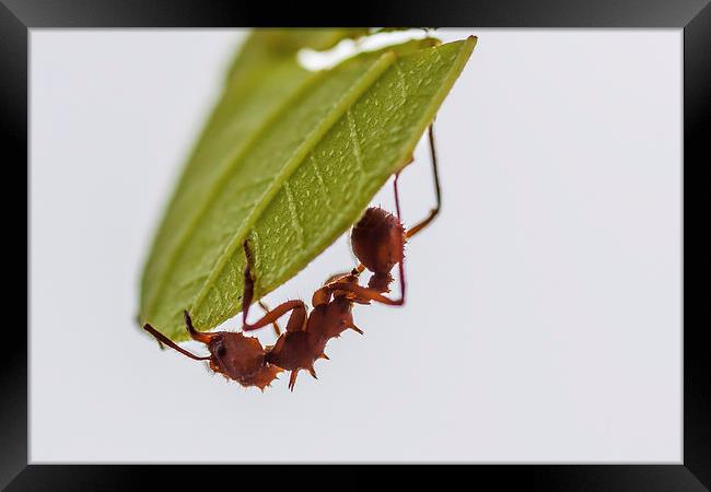 Leafcutter ant Framed Print by Craig Lapsley