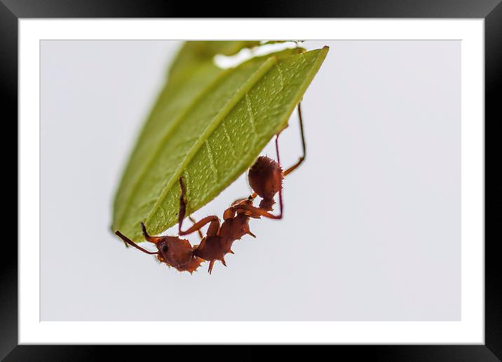 Leafcutter ant Framed Mounted Print by Craig Lapsley