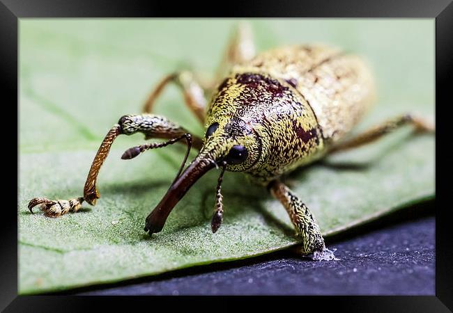 long nosed weevil Framed Print by Craig Lapsley